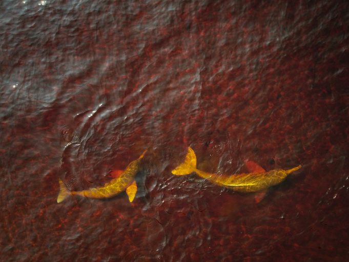 Rio Negro dark waters in the Amazon